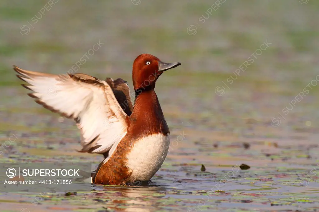 Ferruginous Duck flapping its wings