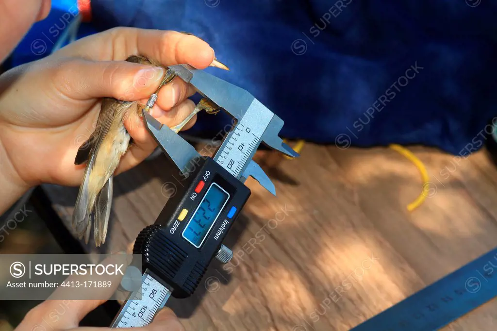 Biometric measurements and banding a bird