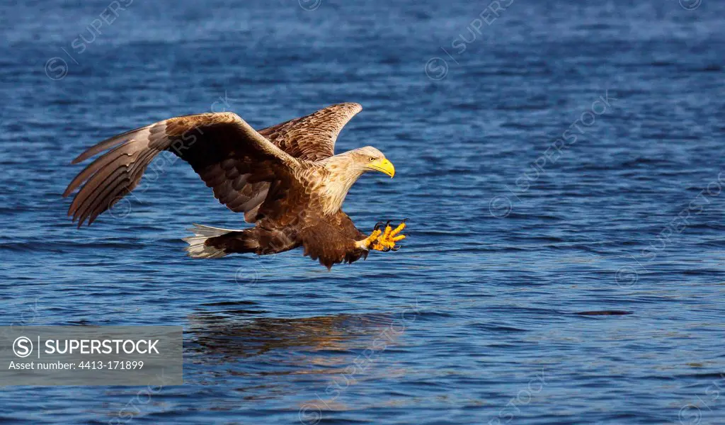 White-tailed Eagle fishing in a pond