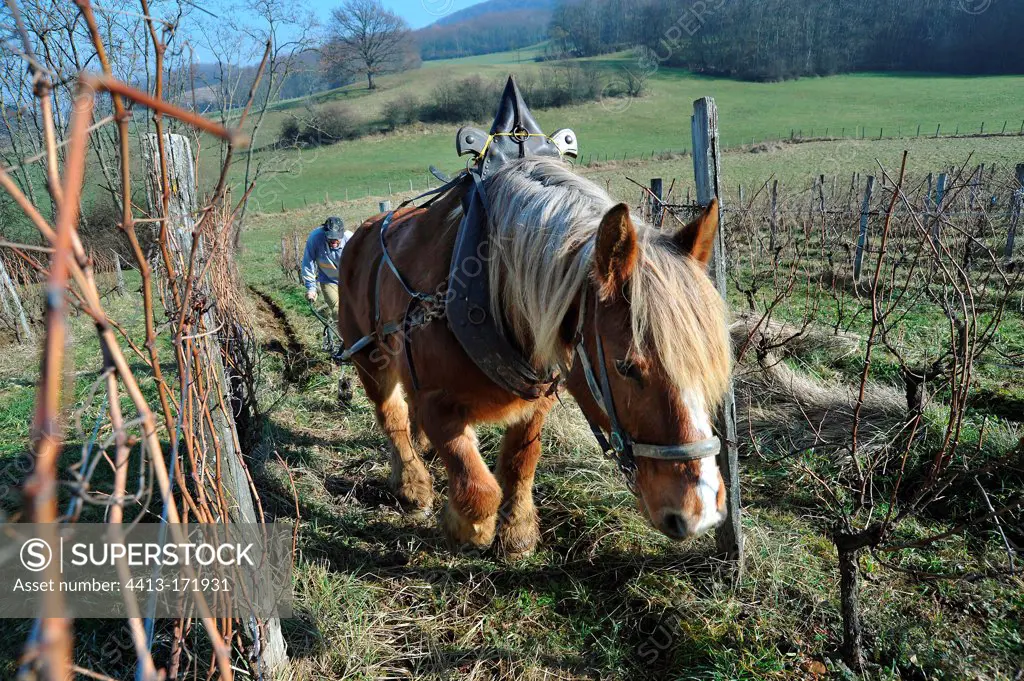 Labour of a vineyard with a Horse ComtoisJura