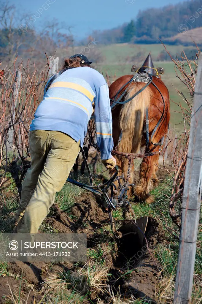 Labour of a AOC vineyard with Horse Comtois Jura