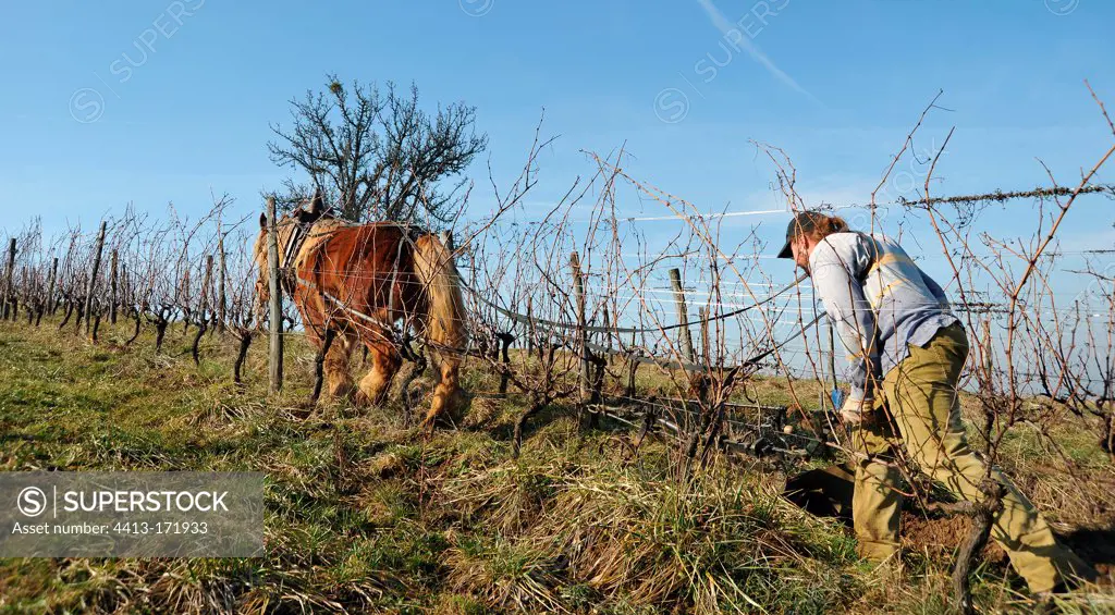 Labour of a AOC vineyard with Horse ComtoisJura