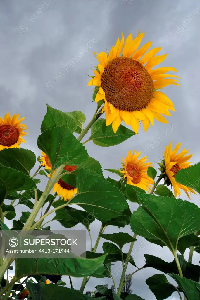 Sunflowers in bloom in summer