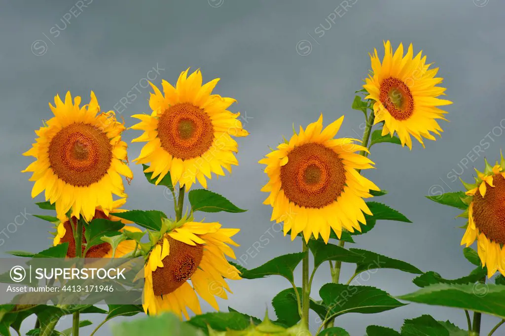 Sunflowers in bloom in summer