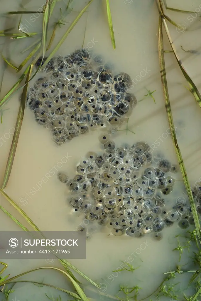 Frog eggs in the forest of Fontainebleau France