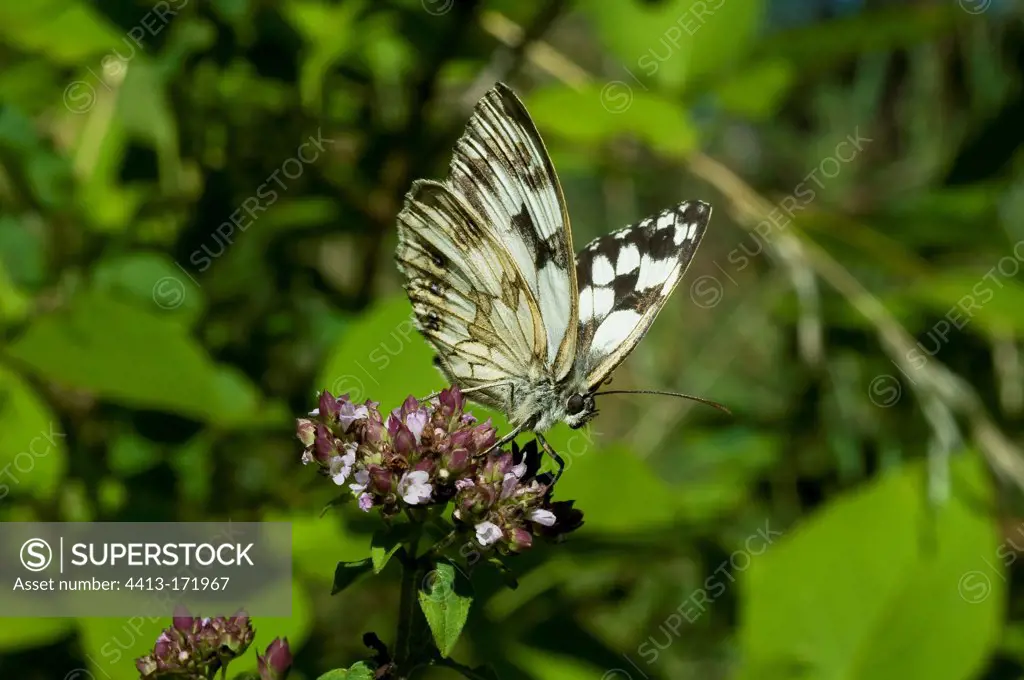 Marbled white gathering nectar on Oregano Fontainebleau