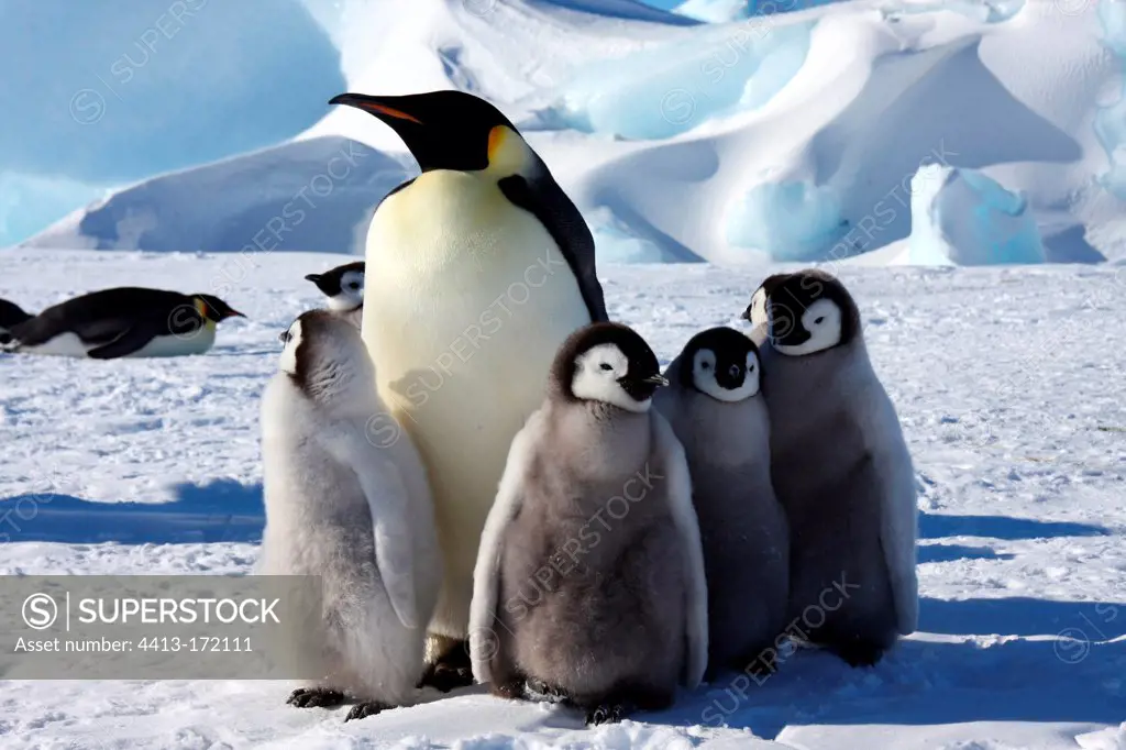 Emperor Penguin and chicks on ice Snow Hill Antarctic