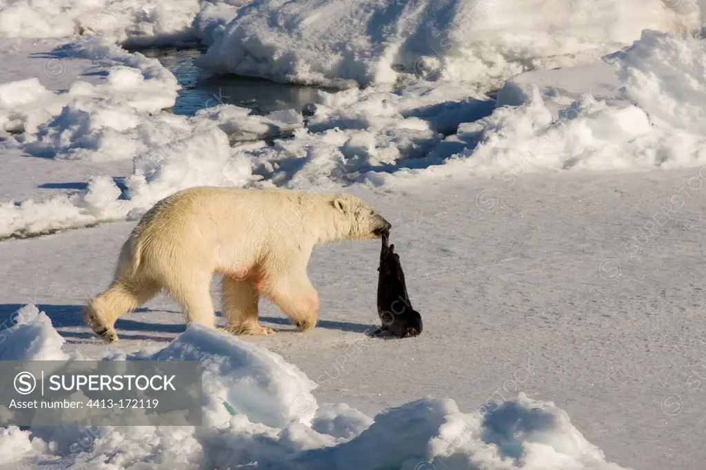 Polar bear and ringed seal Franz Josef Archipelago