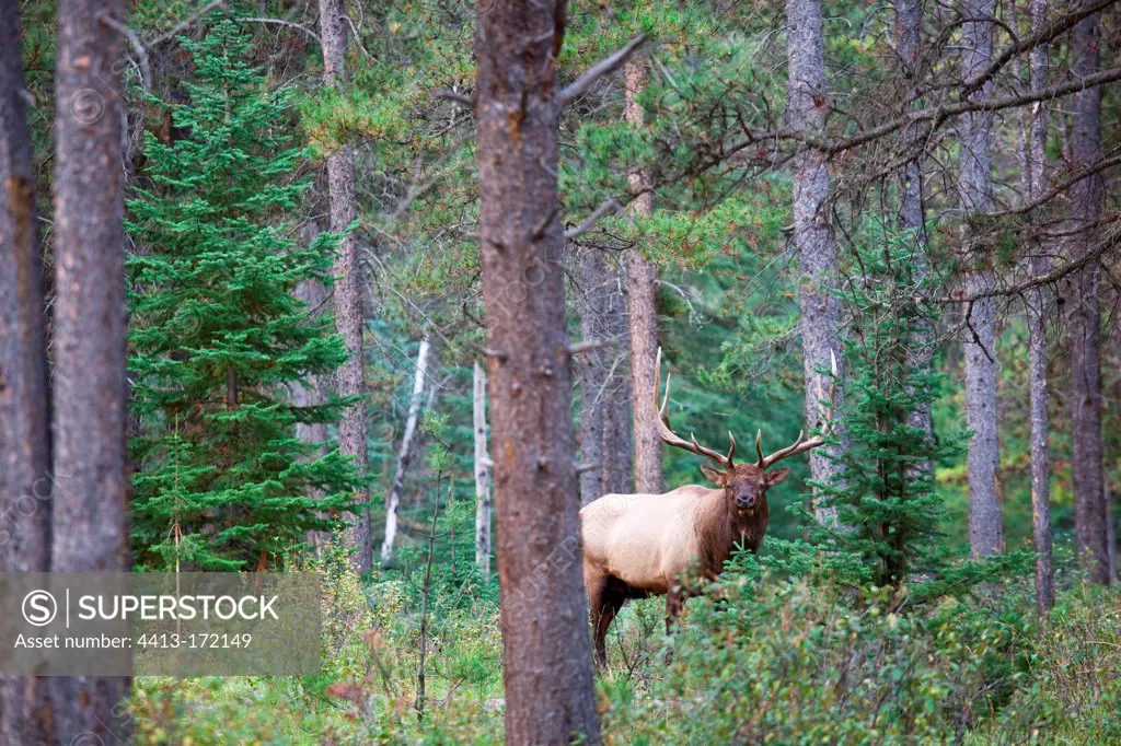 Bull elk in the woods in Jasper National Park Canada