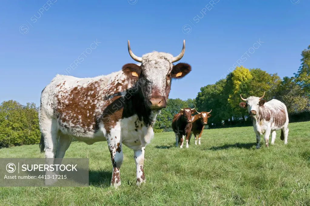 Herd of Heifers ferrandaises in the meadow Auvergne