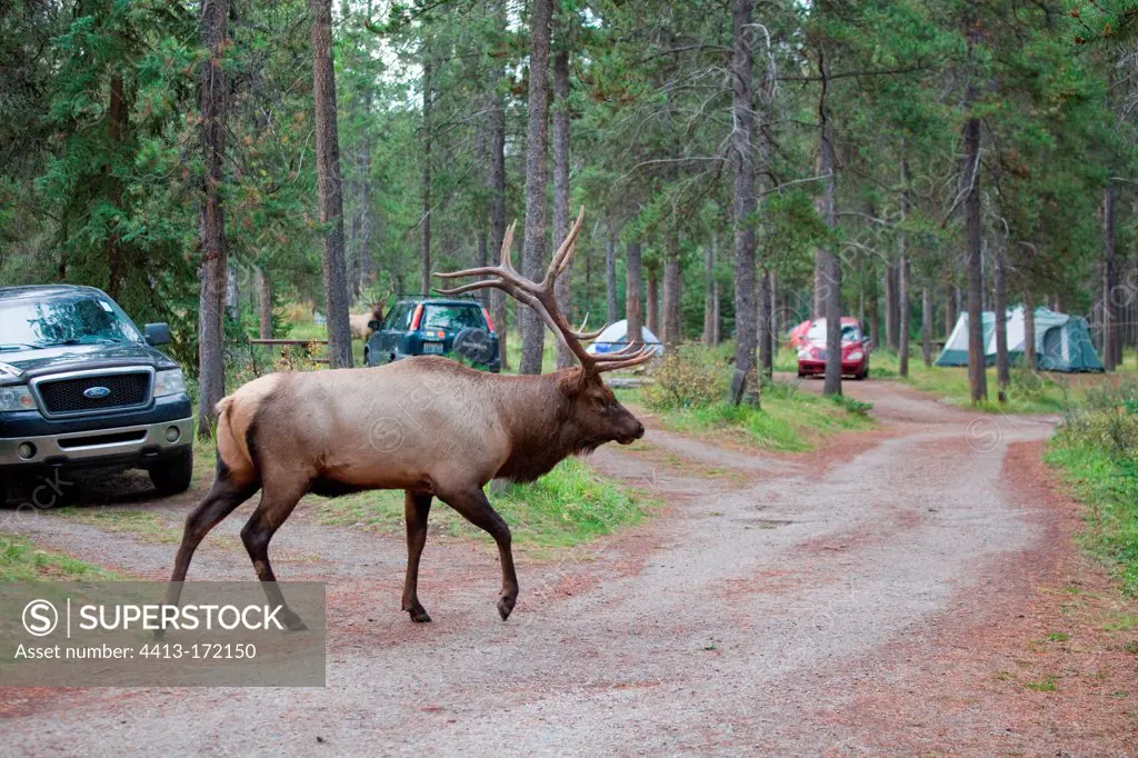 Bull elk walking in a camping PNJasper Canada