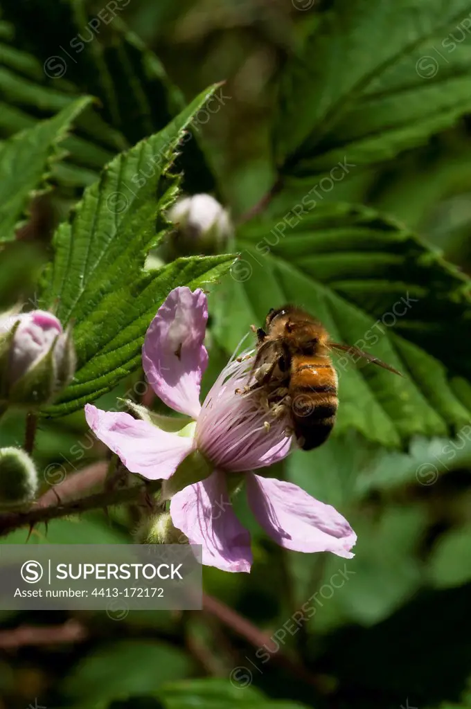 Bee foraging in the forest of Fontainebleau France