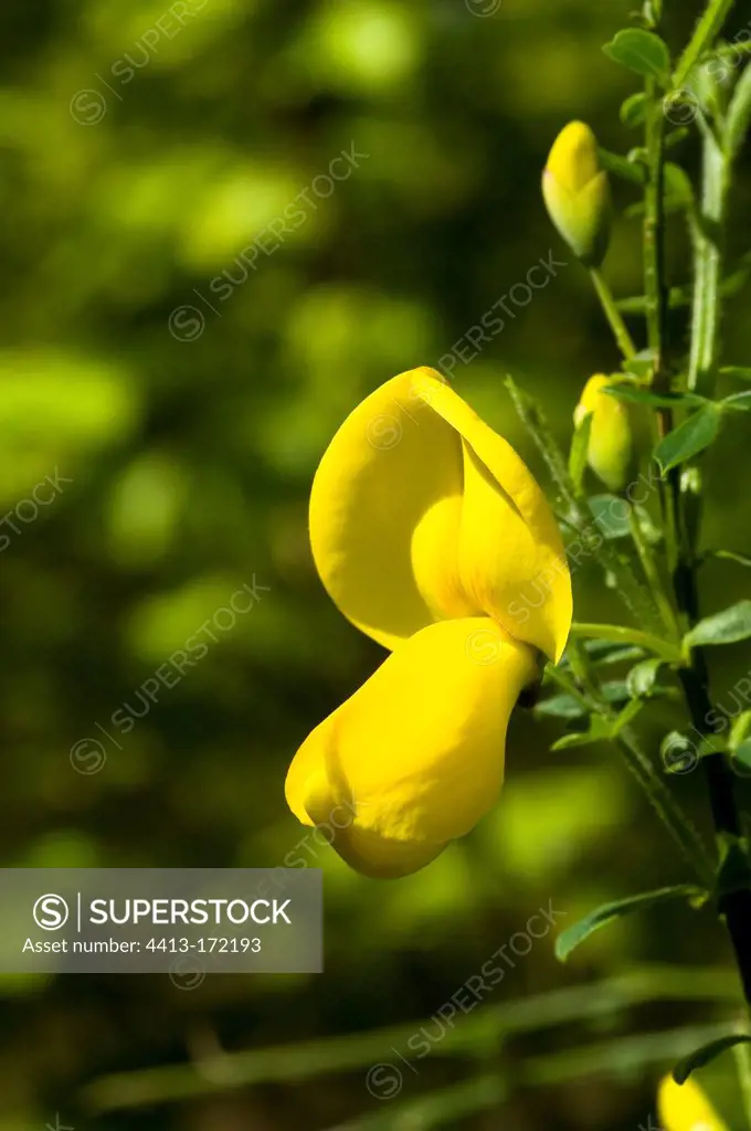 Scotch Broom in flower in the forest of Fontainebleau