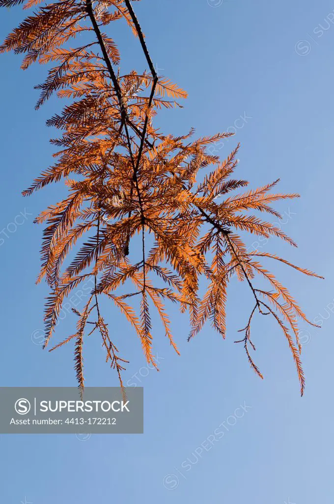 Bald cypress in autumn forest of Fontainebleau France