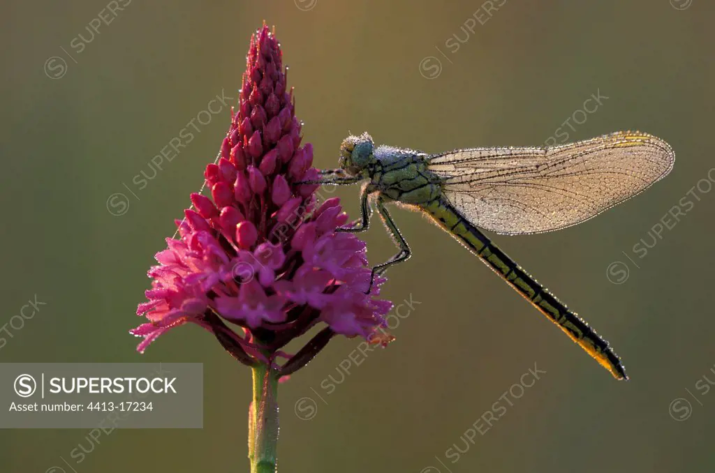 Yellow-legged clubtail on a Pyralidal orchid at daybreak