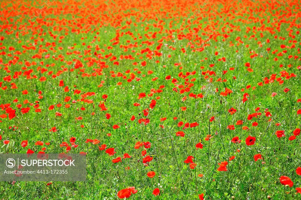 Poppies in bloom in a meadow Provence France