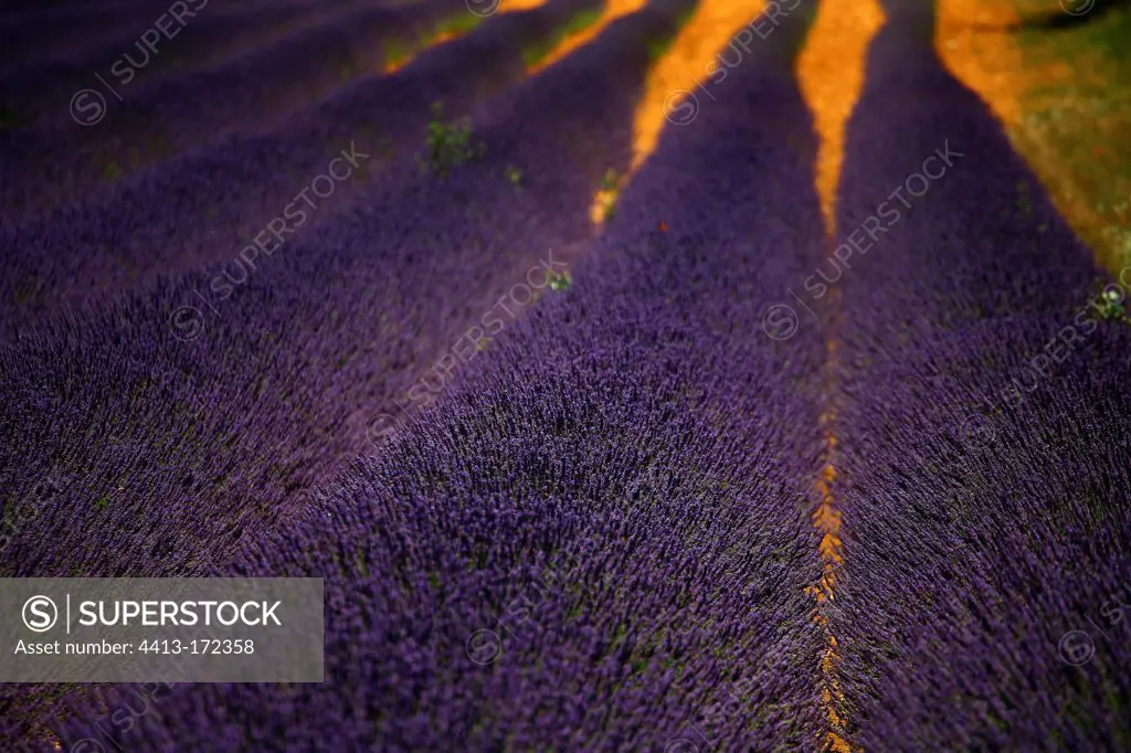 Field of Lavender flowers in Provence France