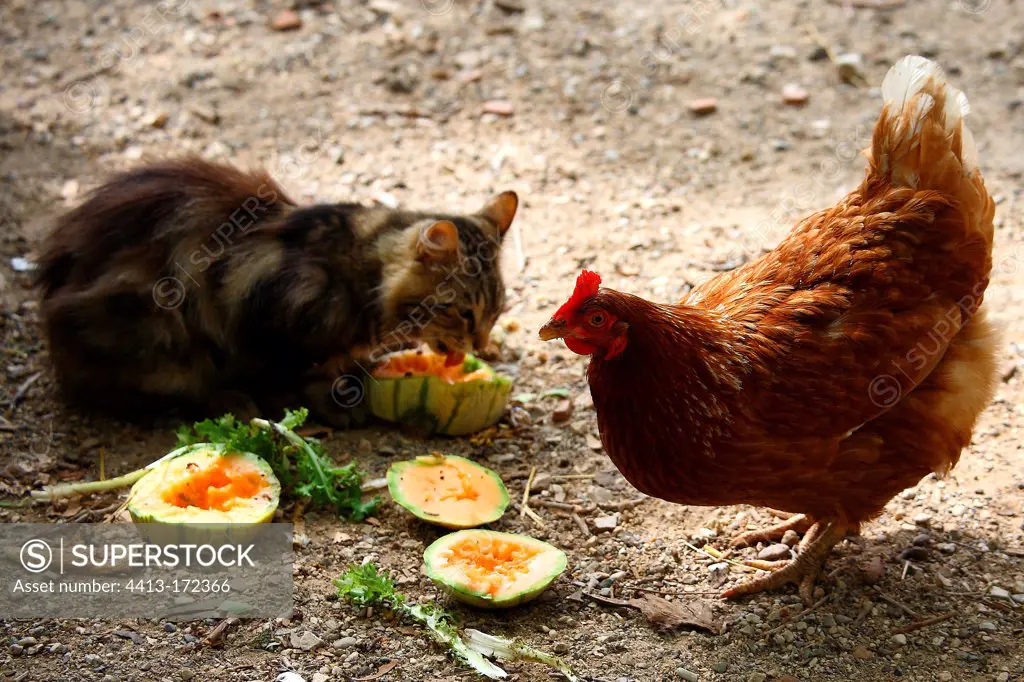 Chicken and cat eating the remains of Melon France