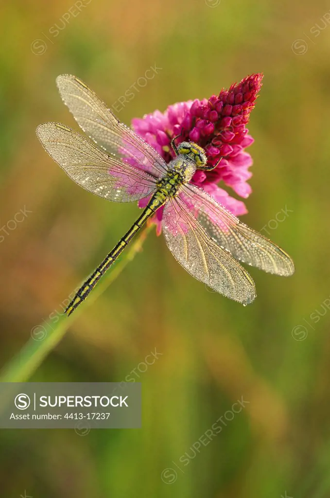 Yellow-legged clubtail on a Pyralidal orchid at daybreak
