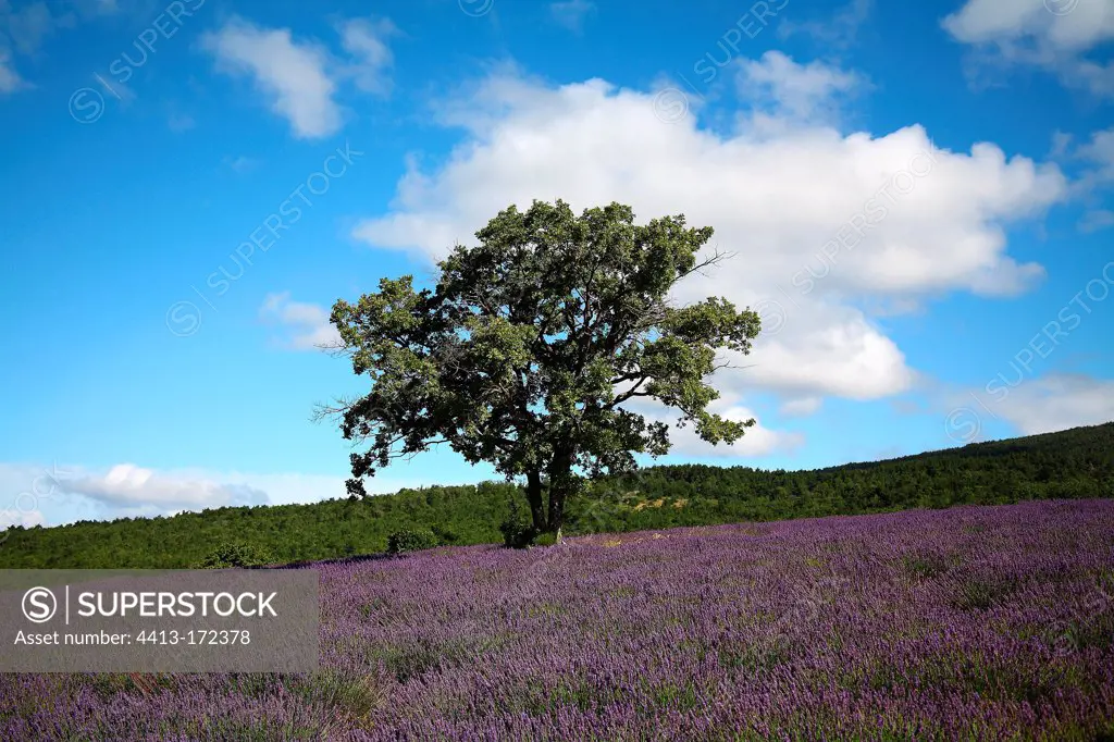 Tree in a field of lavender Provence France