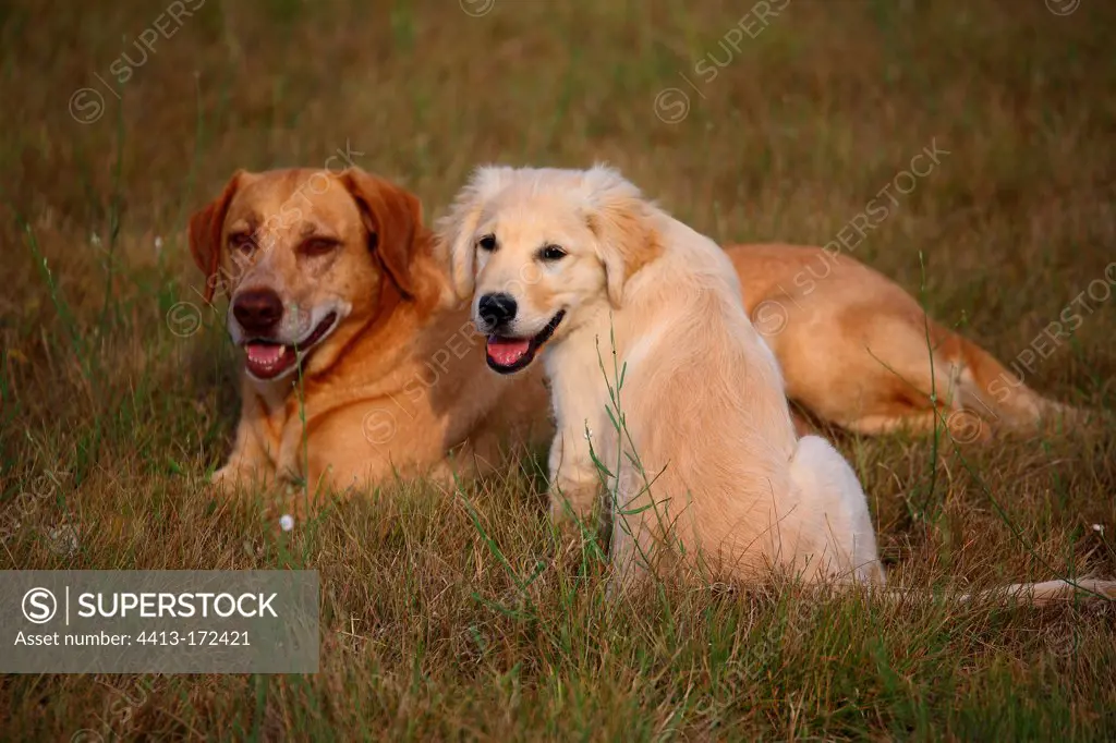 Young Golden Retriever and yellow Dog lying in grass
