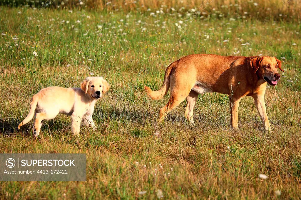 Young Golden Retriever and yellow Dog walking in a meadow