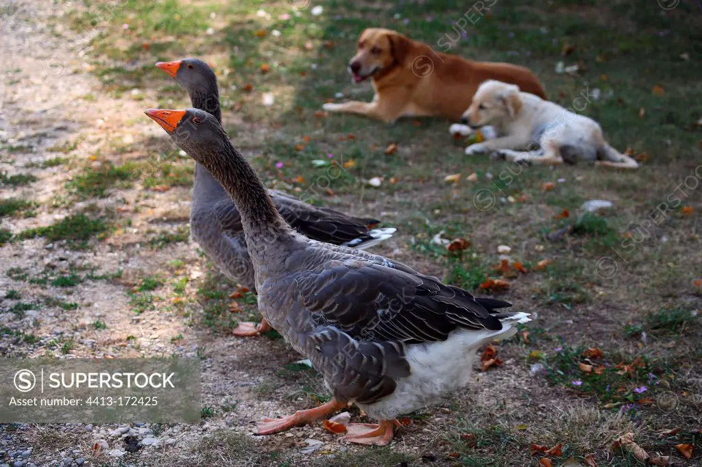 Geese to young Golden Retriever and Yellow Dog at rest