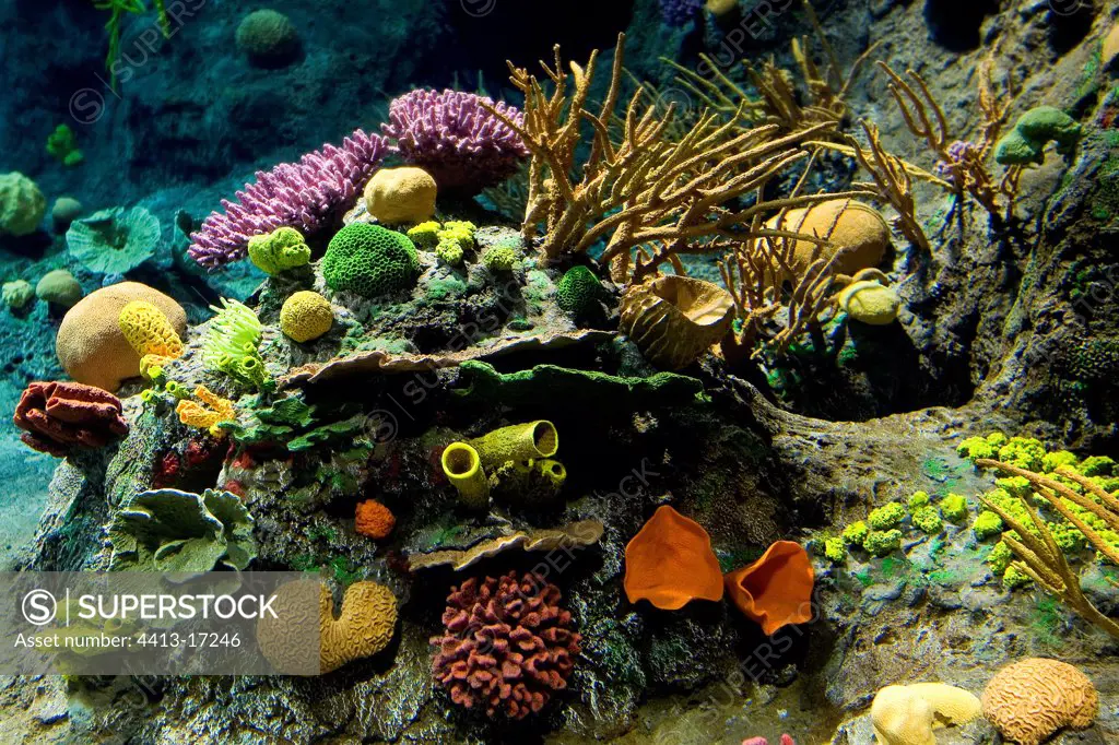 Coral Reef Aquarium Zoo of Loro Parks Tenerife Canary