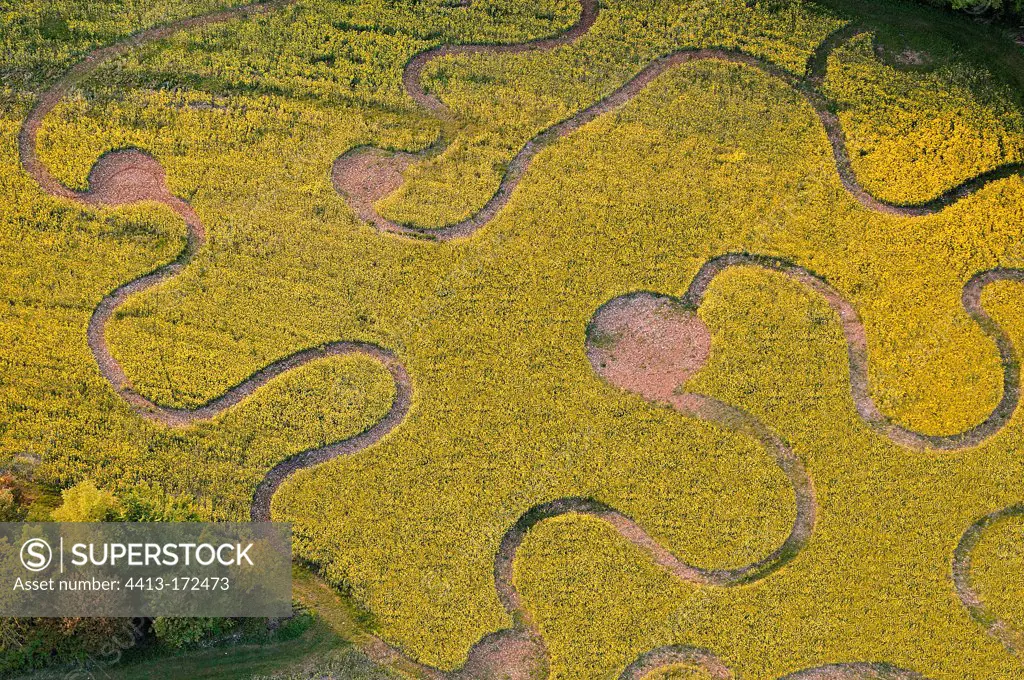 Maze in a field of rapeseed flowers in Picardy France