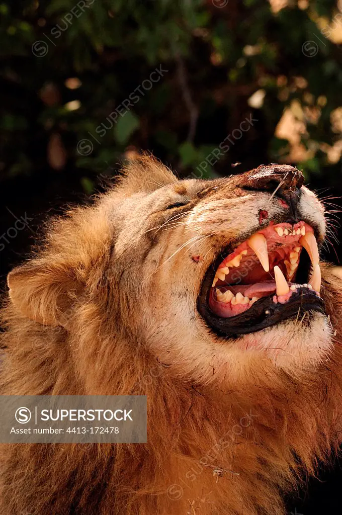 Lion male Flehmen Botswana