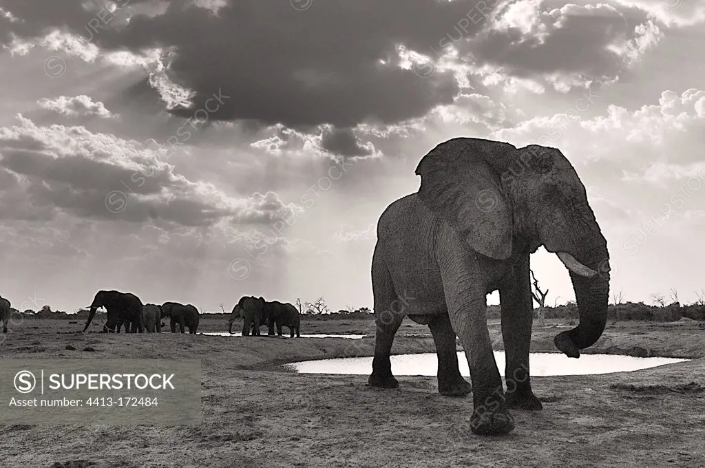 African Elephant at waterhole Savuti Botswana