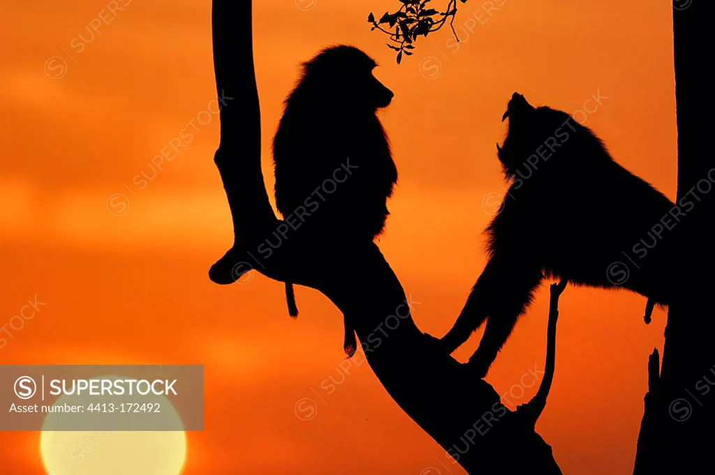 Yellow baboon on a branch at dusk Masai Mara Kenya