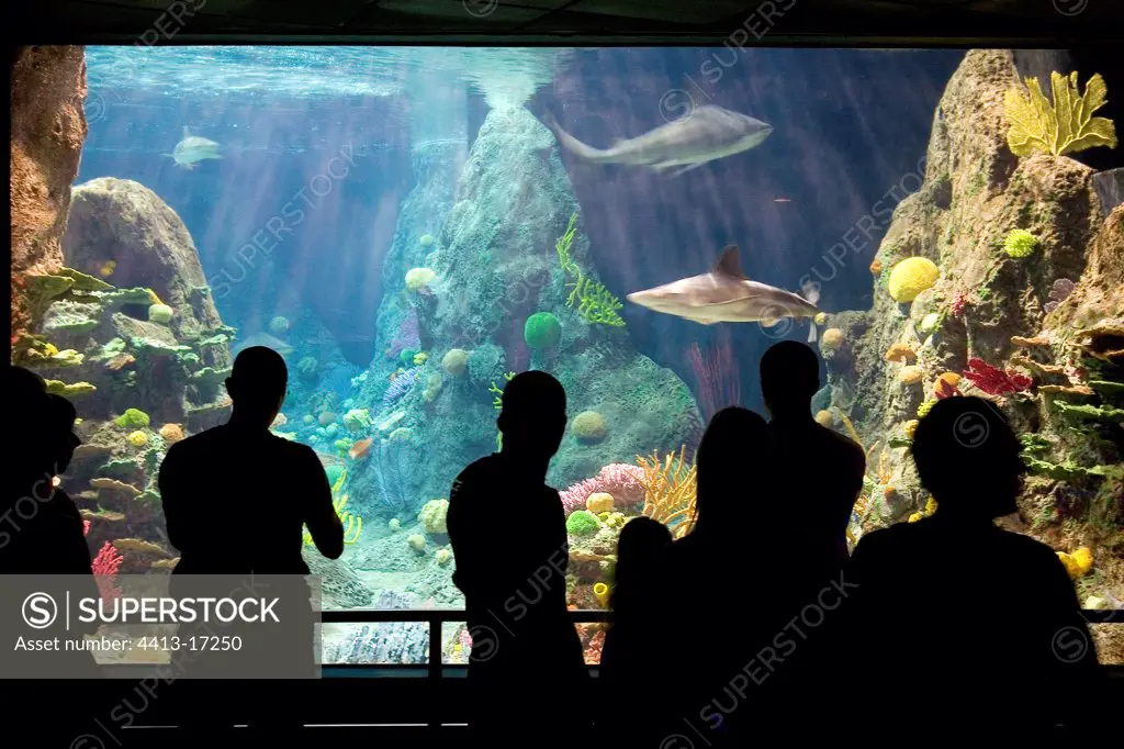Tourists and Sharks Aquarium Zoo of Loro Parks Tenerife