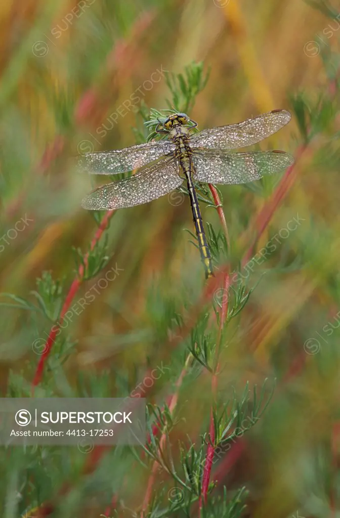 Yellow-legged clubtail covered with dew on a Field sagewort
