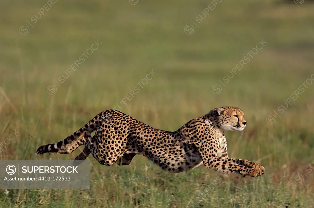 Cheetah female running in the savannah Masai Mara Kenya