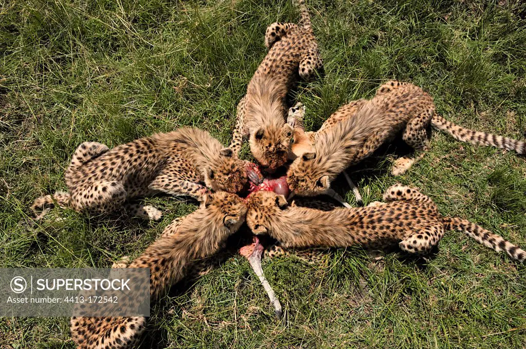Young Cheetahs eating a Gazelle Masai Mara Kenya