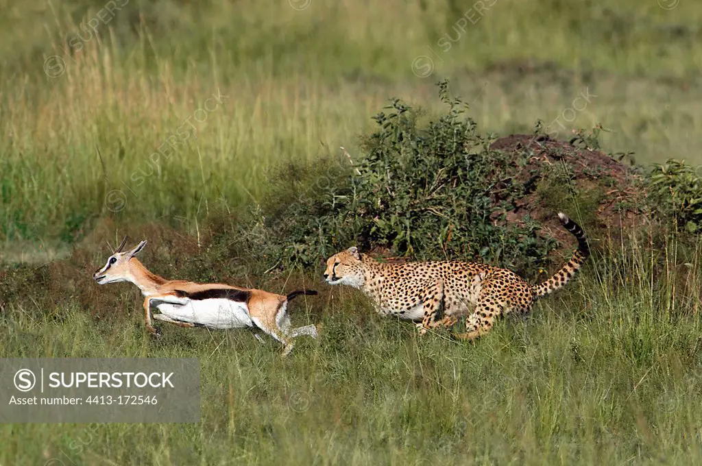 Cheetah pursuing a gazelle Thomson Masai Mara Kenya