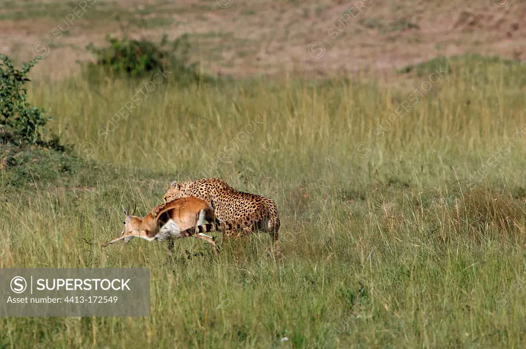 Cheetah catching a gazelle Thomson Masai Mara Kenya