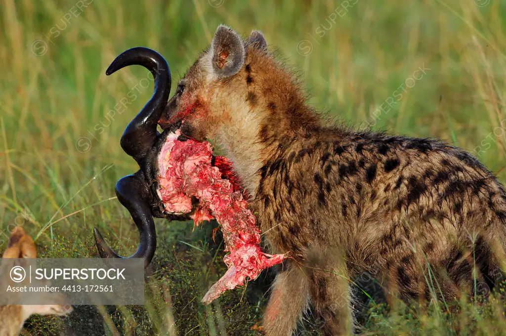 Spotted hyena eating a wildebeest Masai Mara Kenya