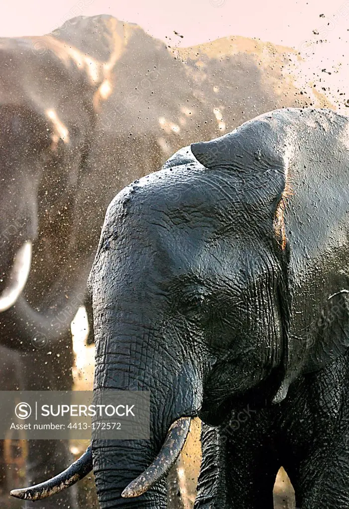 African elephant taking a mud bath Botswana