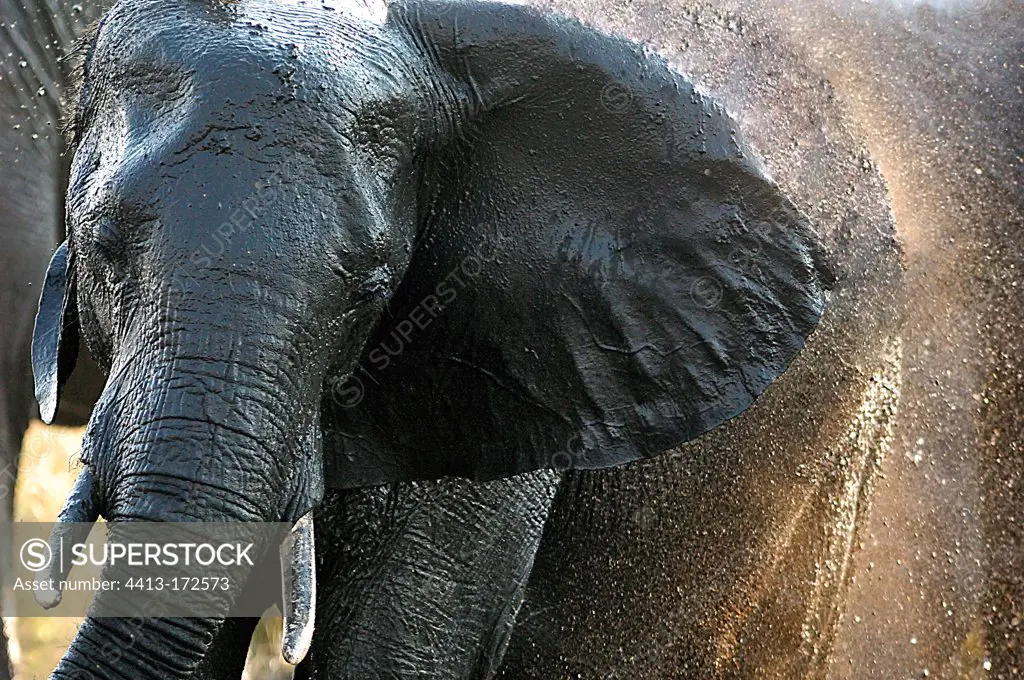African elephant taking a mud bath Botswana