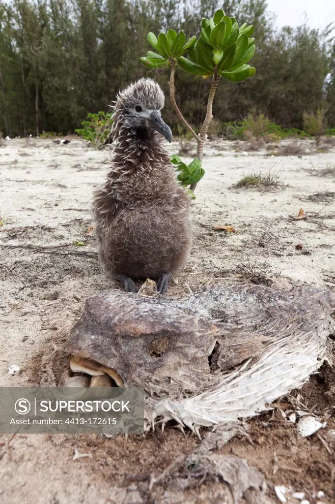 Black footed Albatross chick after a tsunami on Hawai