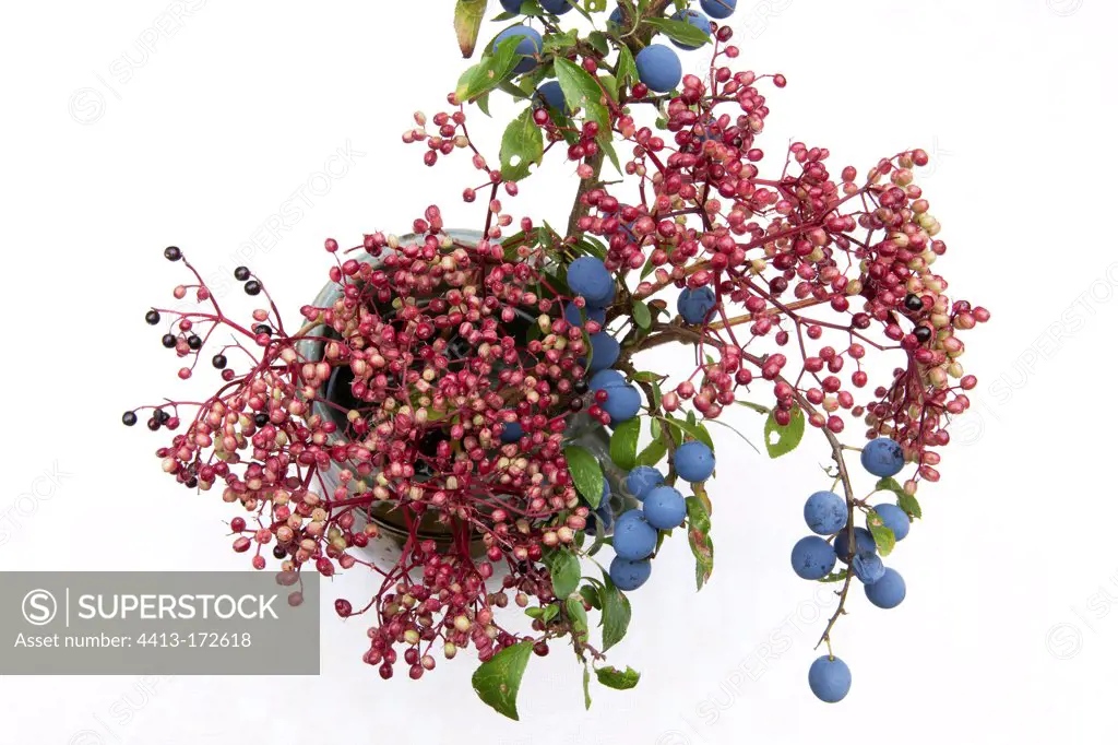 Dward elderberry and blackthorn bouquet in studio