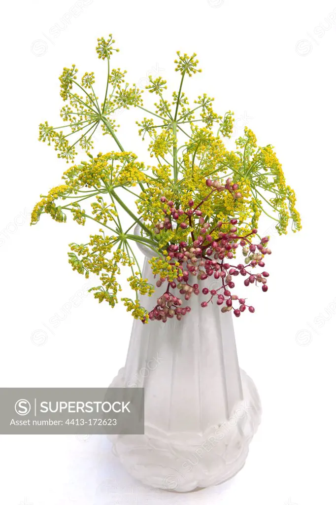 Darf elderberry and parsnip in bloom bouquet in studio