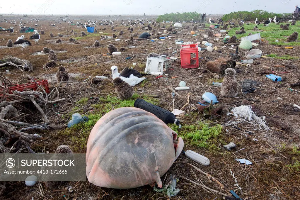 Laysan Albatross colony after a tsunami Hawaii