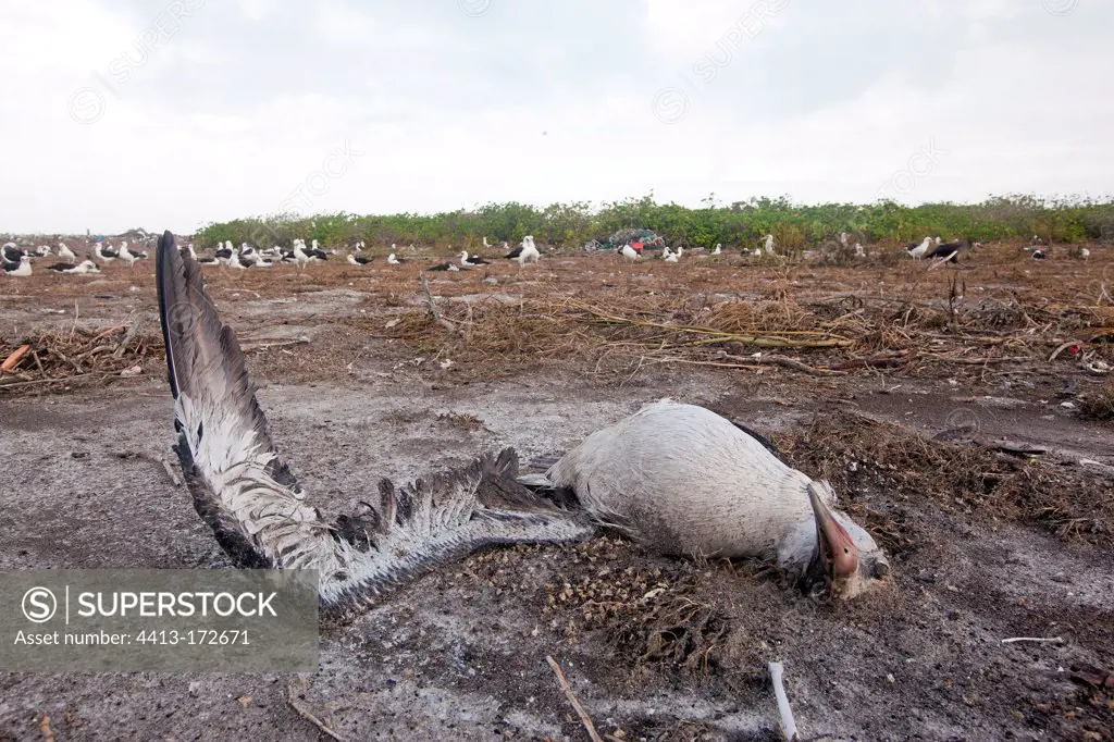 Laysan Albatross dead victim of a tsunami Hawaii