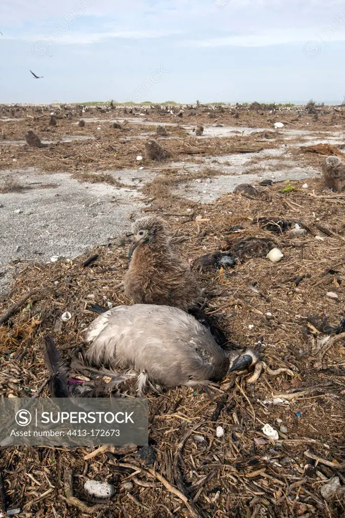 Chick and Laysan Albatross dead victim of a tsunami Hawaii