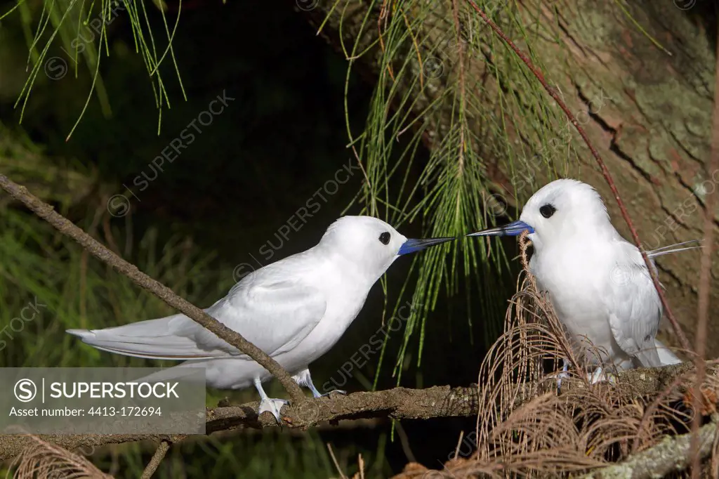 Couple of common white Terns on a branch Sand Island Hawaii
