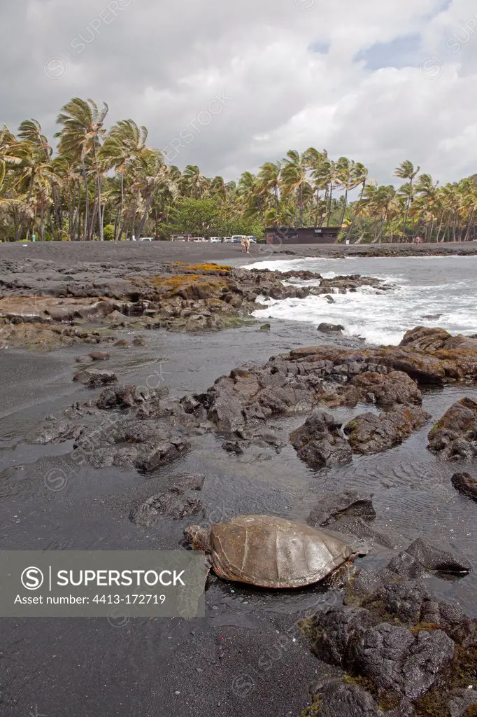Green sea-turtle on black sand beach of Punaluu Hawaii