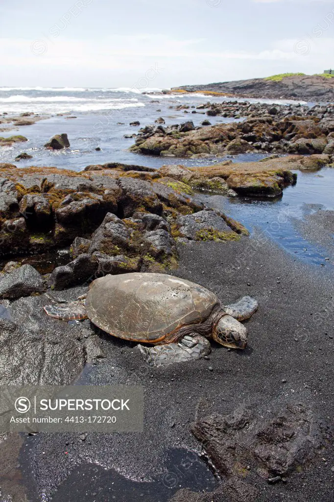 Green sea-turtle on black sand beach of Punaluu Hawaii